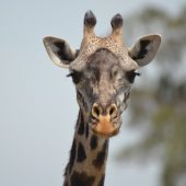  The Serengeti, TZ